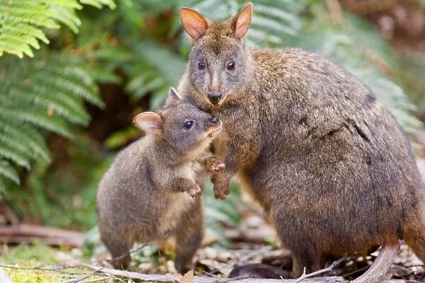 Tasmanian Pademelon - female adult and weaned young in lush temperate rainforest. The child wants to have contact with mother and sticks its nose close to hers. A cute mother and child shot - Mount Field National Park, Tasmania, Australia