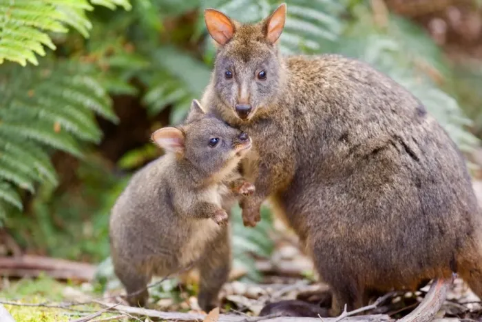 Framed Print : Tasmanian Pademelon - female adult and weaned young in lush temperate rainforest. The child wants to have contact with mother and sticks its nose close to hers. A cute mother and child shot - Mount Field National Park, Tasmania, Australia Framed Print : Tasmanian Pademelon - female adult and weaned young in lush temperate rainforest. The child wants to have contact with mother and sticks its nose close to hers. A cute mother and child shot - Mount Field National Park, Tasmania, Australia