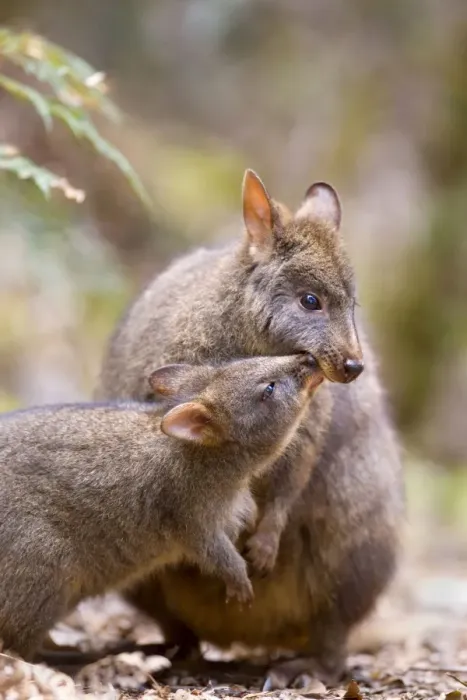 Framed Print : Tasmanian Pademelon - female adult and weaned young in lush temperate rainforest. The child wants to have contact with mother and sticks its nose close to hers. A cute mother and child shot - Mount Field National Park, Tasmania, Australia Framed Print : Tasmanian Pademelon - female adult and weaned young in lush temperate rainforest. The child wants to have contact with mother and sticks its nose close to hers. A cute mother and child shot - Mount Field National Park, Tasmania, Australia