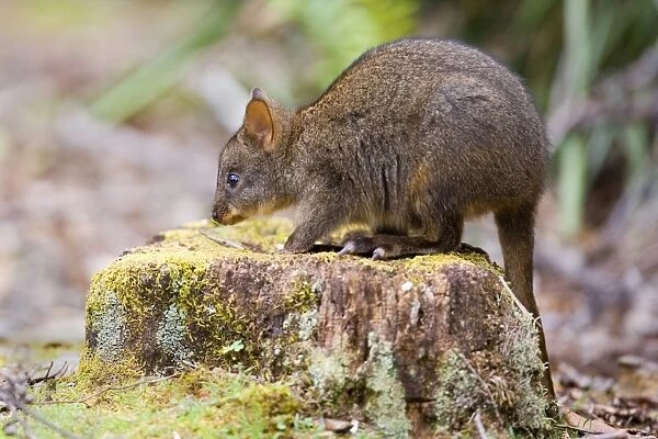 Tasmanian Pademelon - young one sitting on a moss-covered tree stump in lush temperate rainforest - Mount Field National Park, Tasmania, Australia