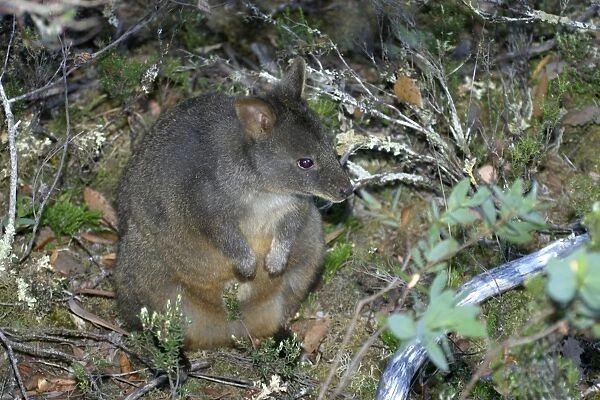 Tasmanian  /  Red-bellied Pademelon  /  Rufous Wallaby Cradle Mountain National Park, Tasmania, Australia