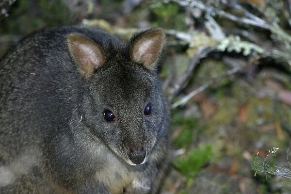Tasmanian  /  Red-bellied Pademelon  /  Rufous Wallaby Cradle Mountain National Park, Tasmania, Australia