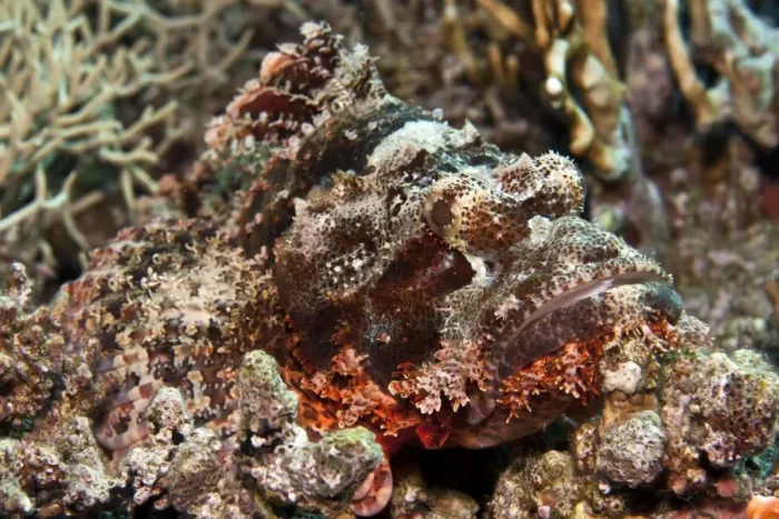 Framed Print : Tasseled Scorpionfish - Red Sea Framed Print : Tasseled Scorpionfish - Red Sea