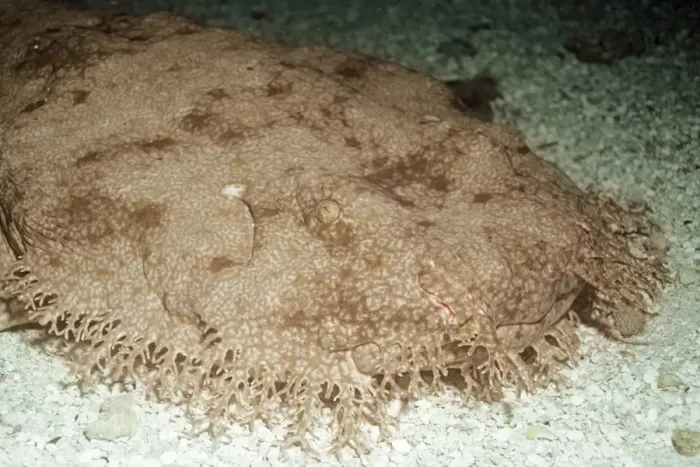 Framed Print : Tasselled Wobbegong Shark Great Barrier Reef, Australia Framed Print : Tasselled Wobbegong Shark Great Barrier Reef, Australia