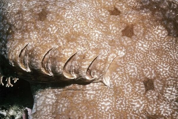 Tasselled Wobbegong Shark - showing gills Great Barrier Reef, Australia