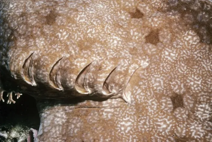 Framed Print : Tasselled Wobbegong Shark - showing gills Great Barrier Reef, Australia Framed Print : Tasselled Wobbegong Shark - showing gills Great Barrier Reef, Australia