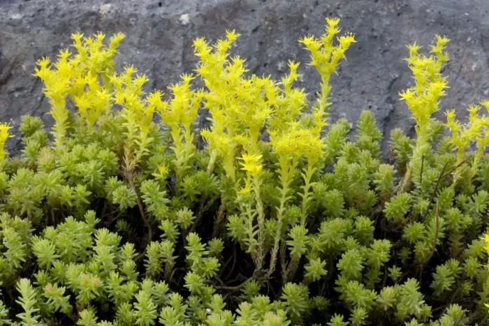 Framed Print : Tasteless stonecrop (Sedum sexangulare). C. Europe Framed Print : Tasteless stonecrop (Sedum sexangulare). C. Europe