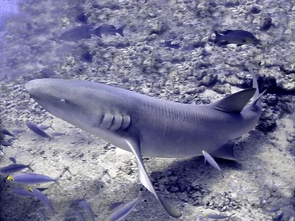 Tawney Nurse  /  Sleeper Shark Shark Reef, Fiji Islands