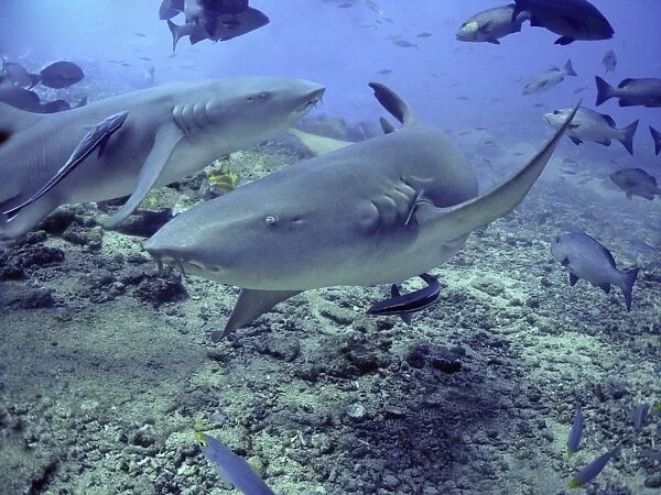 Tawney Nurse  /  Sleeper Sharks - Harmless unless molested Shark Reef Fiji Islands