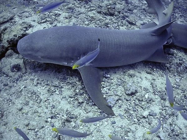 Tawney Nurse  /  Sleeper Sharks - Harmless unless molested, Grows to 3 meters Shark Reef, Fiji Islands