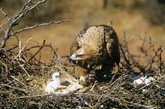 Framed Print : Tawny Eagle - with chick at nest South Africa Framed Print : Tawny Eagle - with chick at nest South Africa