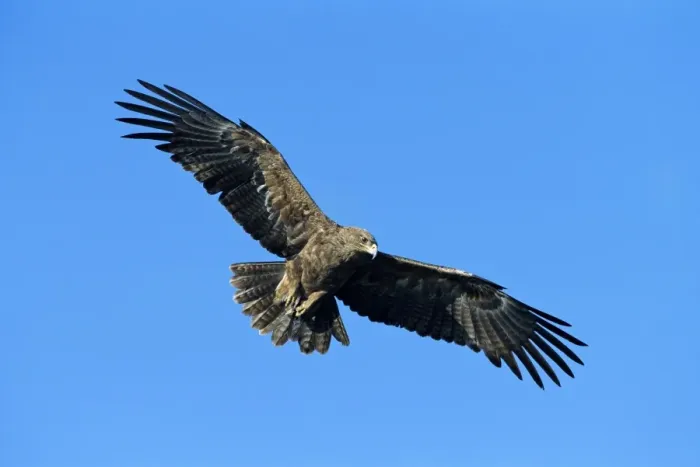 Framed Print : Tawny Eagle - in flight - Kenya - Africa JFL12321 Framed Print : Tawny Eagle - in flight - Kenya - Africa JFL12321