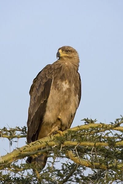 Tawny Eagle - Masai Mara Reserve, Kenya