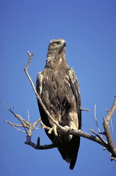 Tawny Eagle Perched high in a tree. Buffalo Springs, Kenya. Africa