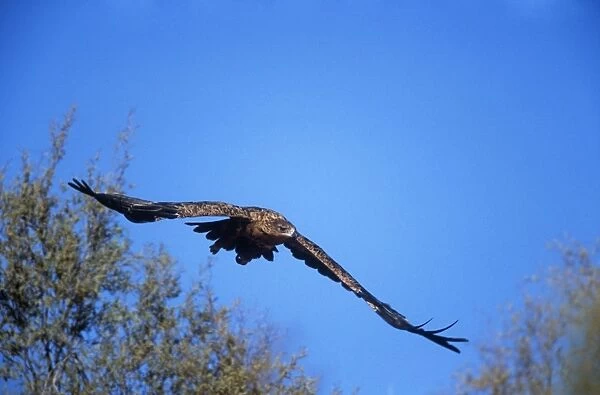 Tawny Eagle - taking off Kgalagadi Transfrontier Park, South Africa