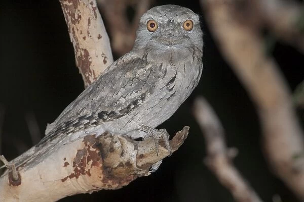 Tawny Frogmouth Three subspecies in Australia inhabiting open woodland and most other habitat types. Probably Australia's best known nocturnal bird. Beside Crab Creek Road near the Broome Bird Observatory, Western Australia