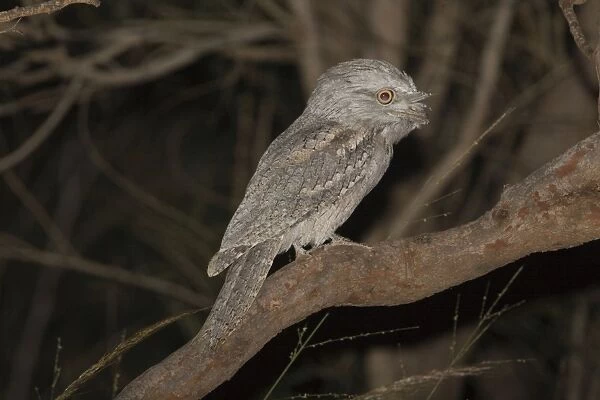 Tawny Frogmouth Three subspecies in Australia inhabiting open woodland and most other habitat types. Probably Australia's best known nocturnal bird. Beside Crab Creek Road near the Broome Bird Observatory, Western Australia