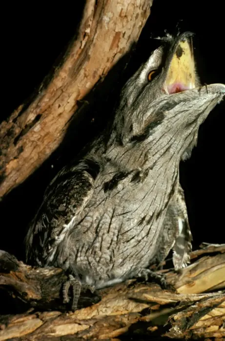 Framed Print : Tawny Frogmouth - Swallowing prey (mouse), Tidbinbilla Nature Reserve, Australian Capital Territory, Australia JPF06087 Framed Print : Tawny Frogmouth - Swallowing prey (mouse), Tidbinbilla Nature Reserve, Australian Capital Territory, Australia JPF06087