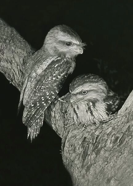 Tawny Frogmouths - pair at their nest in a Jarrah Tree in south-western Australia. This pair nested on exactly the same site in successive years, 1957 and 1958. The nest was about 10m above ground level