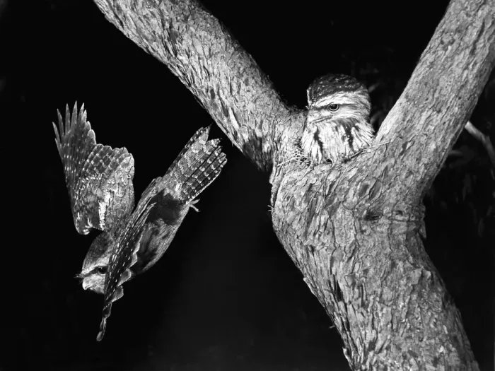 Framed Print : Tawny Frogmouths - pair at their nest in a Jarrah Tree in south-western Australia. This pair nested on exactly the same site in successive years, 1957 and 1958. The nest was about 10m above ground level Framed Print : Tawny Frogmouths - pair at their nest in a Jarrah Tree in south-western Australia. This pair nested on exactly the same site in successive years, 1957 and 1958. The nest was about 10m above ground level