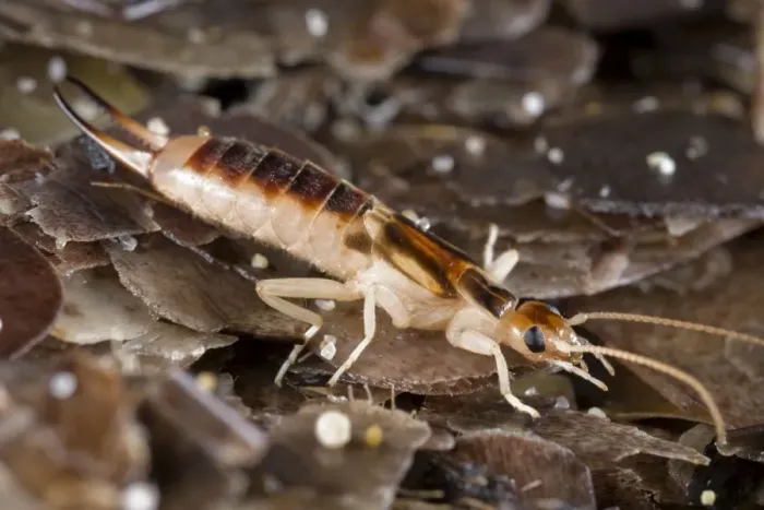 Framed Print : Tawny / Giant / Striped / Riparian / Common Brown Earwig Framed Print : Tawny / Giant / Striped / Riparian / Common Brown Earwig