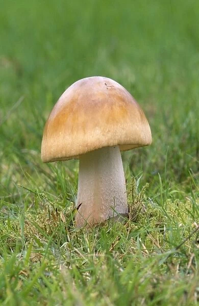 Tawny Grisette Fungi