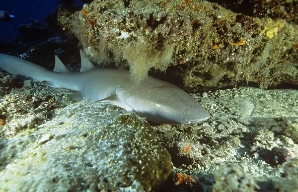 Tawny Nurse Shark - resting under rock on sea bottom Maldives