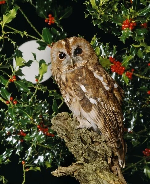Tawny Owl. JD-6228. TAWNY OWL - With full moon and holly