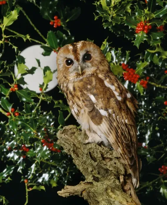 Framed Print : Tawny Owl. JD-6228. TAWNY OWL - With full moon and holly Framed Print : Tawny Owl. JD-6228. TAWNY OWL - With full moon and holly