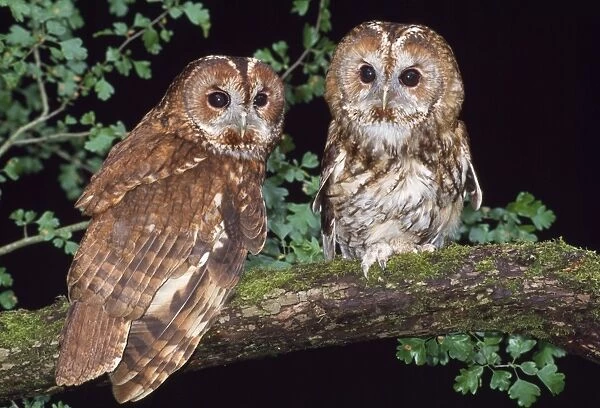 Tawny Owl. JD-15285. TAWNY OWL X2 - IN TREE