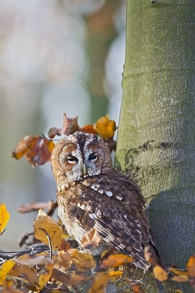 Tawny Owl - in Autumn woodland - controlled conditions 11515