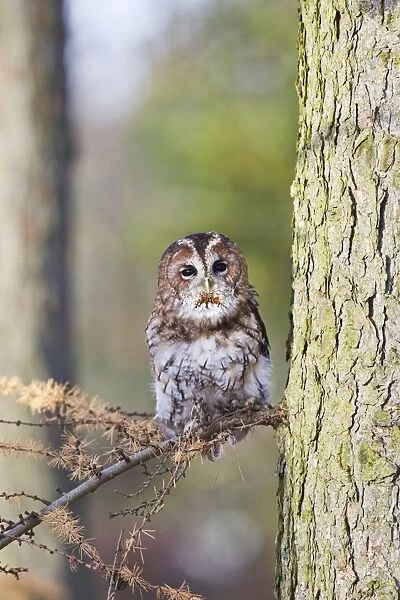Tawny Owl - in Autumn woodland - controlled conditions 11514