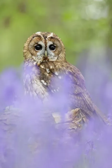 Framed Print : Tawny Owl - in bluebell wood - Bedfordshire - UK 007167 Framed Print : Tawny Owl - in bluebell wood - Bedfordshire - UK 007167