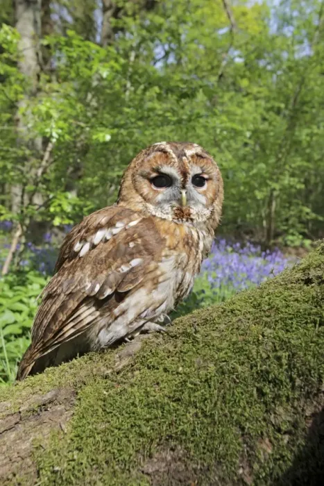 Framed Print : Tawny Owl - in bluebell wood - Bedfordshire - UK 007175 Framed Print : Tawny Owl - in bluebell wood - Bedfordshire - UK 007175