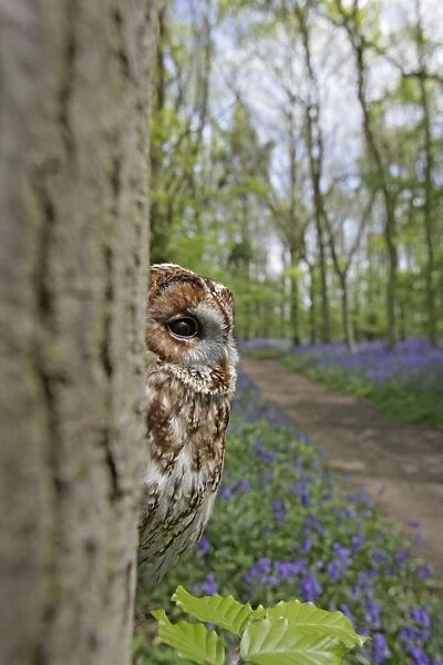 Tawny Owl - in bluebell wood - Bedfordshire - UK 007124