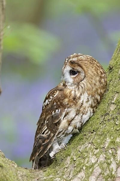 Tawny Owl - in bluebell wood - Bedfordshire - UK 007180