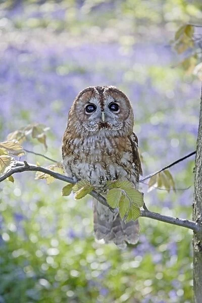 Tawny Owl - in bluebell wood - Bedfordshire - UK 007264