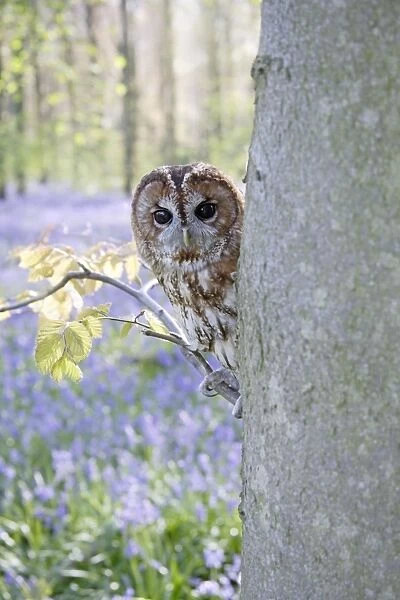 Tawny Owl - in bluebell wood - Bedfordshire - UK 007268