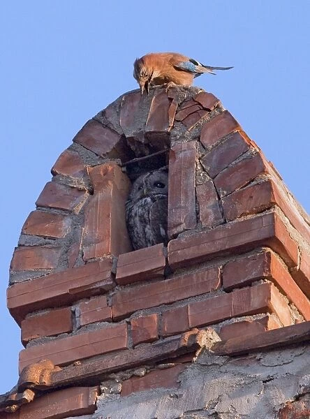 Tawny Owl in chimney alcove being mobbed by a Jay; Sigishoara, Romania