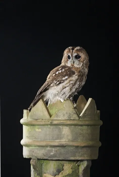 Framed Print : Tawny owl - on chimney pot Bedfordshire UK 006490 Framed Print : Tawny owl - on chimney pot Bedfordshire UK 006490