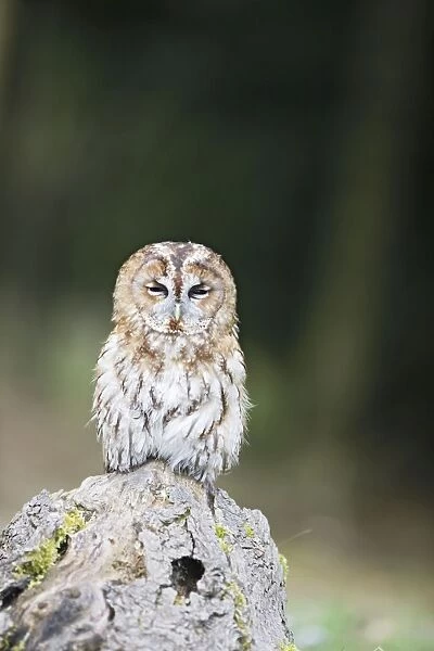 Tawny owl - dozing on stump - Bedfordshire - UK 006994
