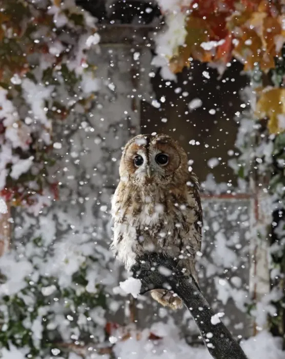 Framed Print : Tawny owl - in falling snow near barn Bedfordshire UK 006471 Framed Print : Tawny owl - in falling snow near barn Bedfordshire UK 006471