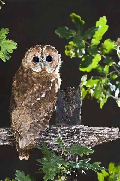 Tawny owl - on fence Bedfordshire UK
