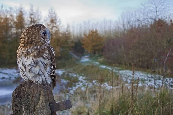 Tawny Owl - on fence post in winter - controlled conditions 11525