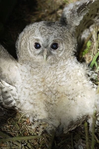 Tawny Owl - Fledgling on ground in defence pose Northumberland, England