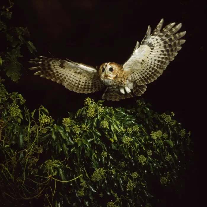Framed Print : Tawny Owl - in flight Framed Print : Tawny Owl - in flight