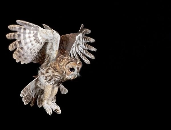 Tawny owl - in flight Bedfordshire uk 006228