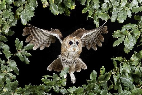 Tawny owl - in flight head on Bedfordshire uk 006153