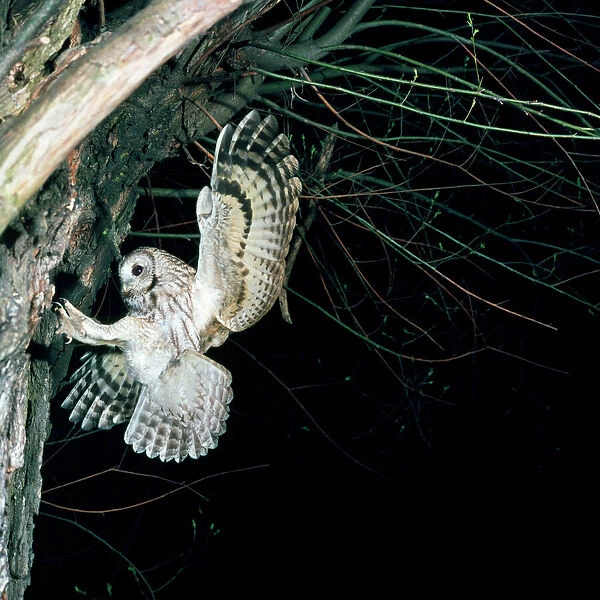 Tawny Owl - in flight, towards nest