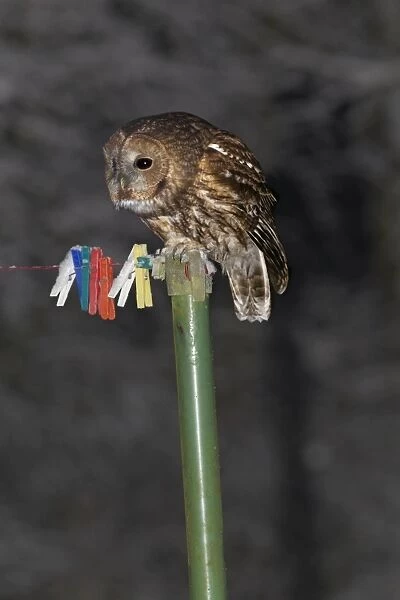 Tawny Owl - in garden at night - perched on clothesline post - in winter - Lower Saxony - Germany